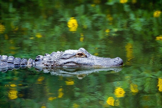 1-Hour Evening Airboat Ride - Key points before you go
