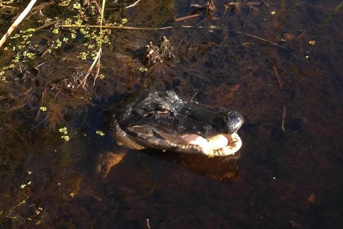 1-Hour Evening Airboat Ride - Who This Tour Fits Best (And Who Might Want a Day Option)
