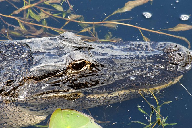 1 Hour Everglades Airboat Tour Orlando Florida - Key things that make this airboat tour worth it