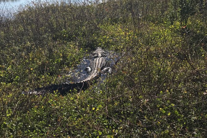 1 Hour Everglades Airboat Tour Orlando Florida - Wildlife spotting that works from a boat (and saves your time)