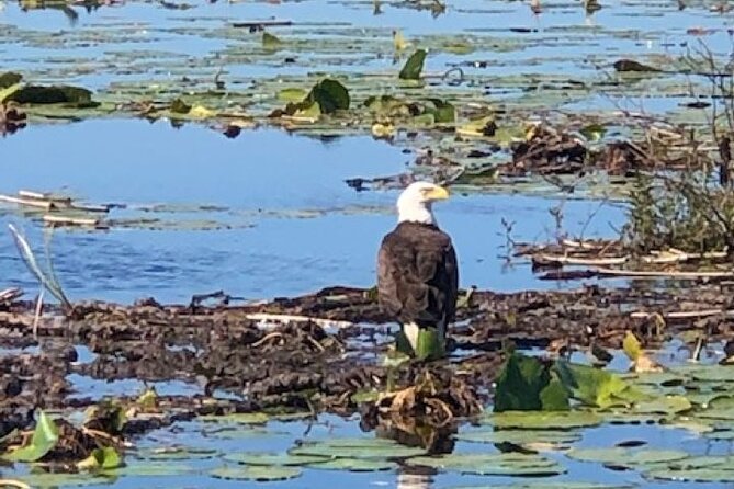 1 Hour Everglades Airboat Tour Orlando Florida - Price and value: is $68 for an hour fair?
