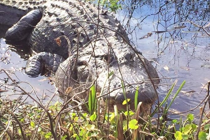 1 Hour Florida Everglades Wildlife Tour - Key Highlights You Should Know
