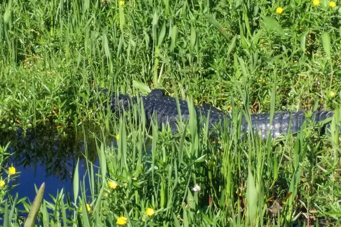 1 Hour Florida Everglades Wildlife Tour - Ear Protection Included: A Practical Win Before You Even Board