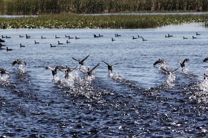 1 Hour Florida Everglades Wildlife Tour - Staff Energy and the Family-Owned Factor