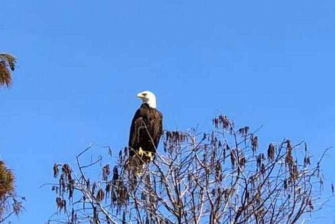 1 Hour Florida Everglades Wildlife Tour - Where to Start in Kissimmee (and Why It Helps Your Day)