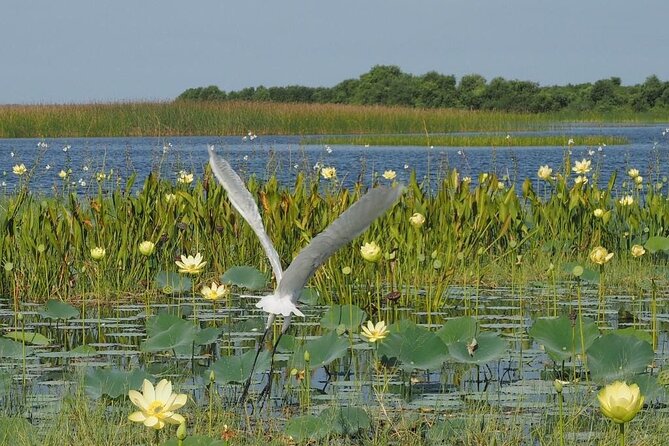 1 Hour Florida Everglades Wildlife Tour - Getting Oriented in Kissimmee: Stop 1 and What It Means