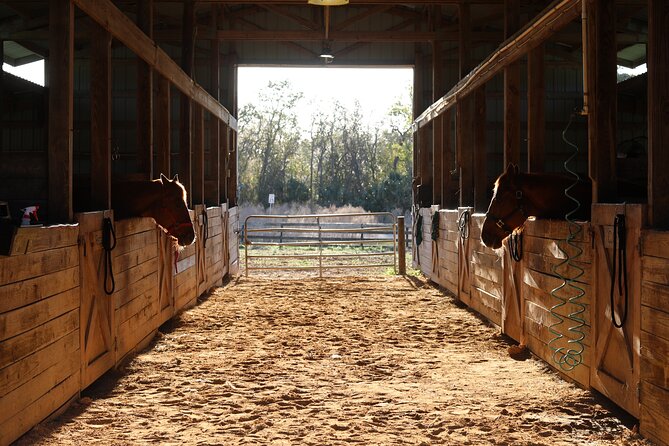 1 Hour Guided Horseback Trail Ride Rock Springs Run State Reserve - Rock Springs Run: why this Orlando-area ride is worth your time