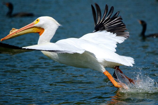 1 Hour Historical Wildlife Tour of The Famous Chain of Lakes - The stops that add story: spring training and Cypress Gardens