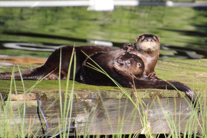 1 Hour Historical Wildlife Tour of The Famous Chain of Lakes - Where the ride starts: Harborside in Winter Haven