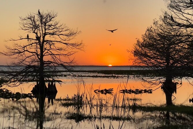 1-Hour Sunset Airboat Ride near Orlando - Wildlife spotting: gators, birds, and why sunset can improve your odds