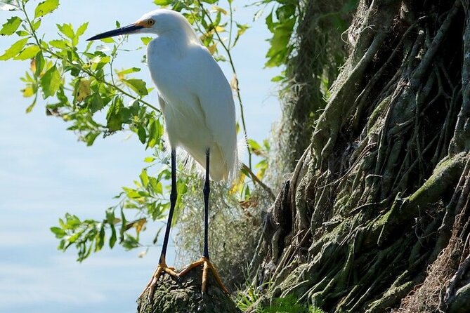 2 Hour Historical Wildlife Tour of the Chain of Lakes - Cypress Gardens and the Esther Williams Florida-shaped pool