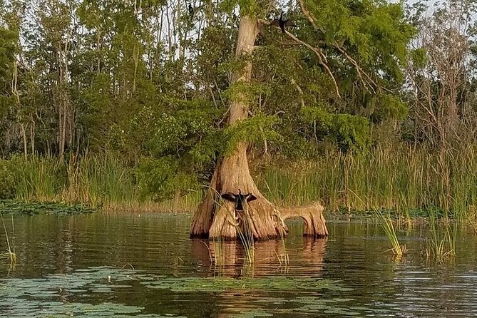 2 Hour Historical Wildlife Tour of the Chain of Lakes - Winter Haven’s Chain of Lakes: 50 lakes, 24 connected
