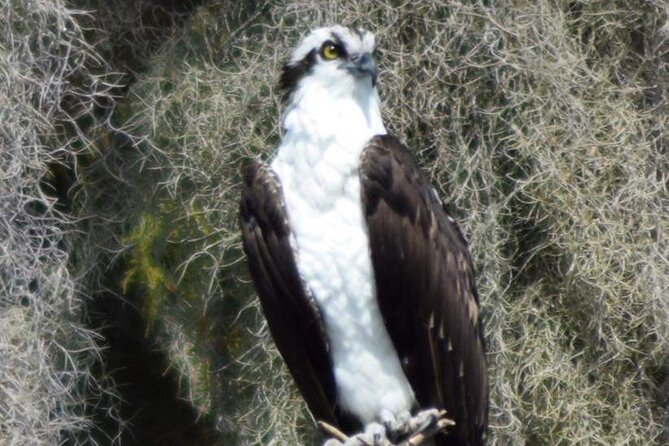 2 Hour Historical Wildlife Tour of the Chain of Lakes - Wildlife spotting that actually feels productive
