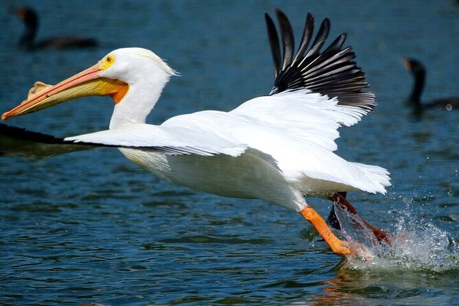 2 Hour Historical Wildlife Tour of the Chain of Lakes - Boat comfort: sun, bridges, and what to bring