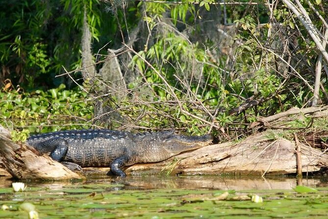 2 Hour Historical Wildlife Tour of the Chain of Lakes - Where you start: Harborside and a small-group feel