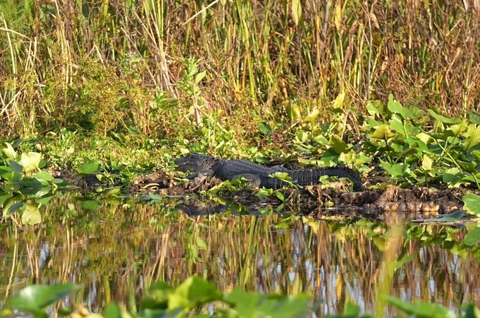 90 Minute Airboat Tour in the Florida Everglades - Price and Value: Is $85 a Good Deal?