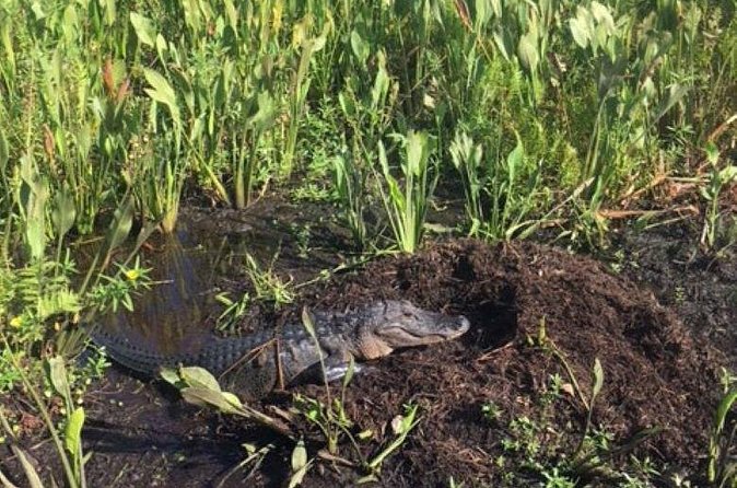 90 Minute Airboat Tour in the Florida Everglades - What to Expect on the Airboat Ride (and What to Do Before You Go)