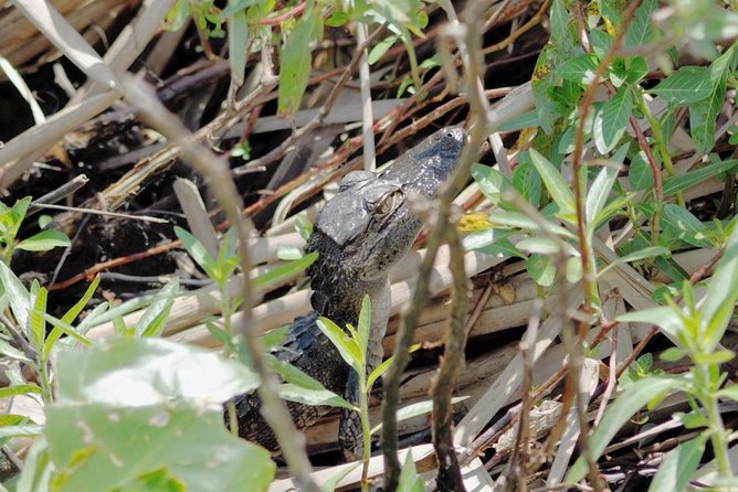 90 minute Everglades Airboat Tour near Orlando Florida - The 90-minute loop: what you do during Stop 1