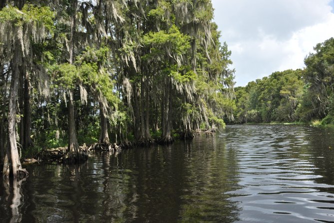90 minute Everglades Airboat Tour near Orlando Florida - Wildlife spotting: what you can realistically expect