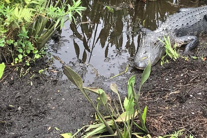 90 minute Everglades Airboat Tour near Orlando Florida - The captain makes the difference: Andrew, Tanner, Logan, and more