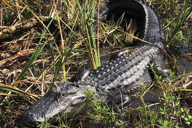 90 minute Everglades Airboat Tour near Orlando Florida - Timing and weather: what to do with a windy marsh day