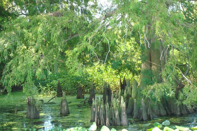 90 minute Everglades Airboat Tour near Orlando Florida - Photos and how to get better results
