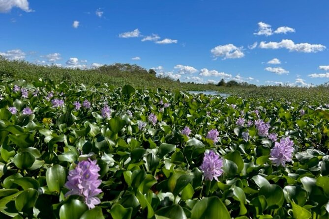 90 Minute Florida Everglades Boat Eco Tour - Getting on Board at 69 Lakeview Dr (And What the 90 Minutes Really Feel Like)