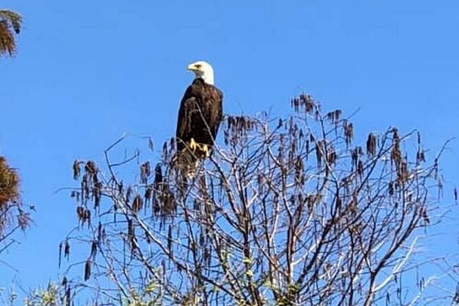 90 Minute Florida Everglades Boat Eco Tour - Stop 1 in Kissimmee: The Moment the Boat Leaves the Dock