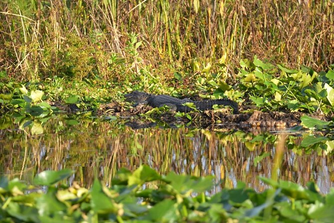 90 Minute Florida Everglades Boat Eco Tour - What to Bring (And Why Cold Weather Changes Everything on the Water)