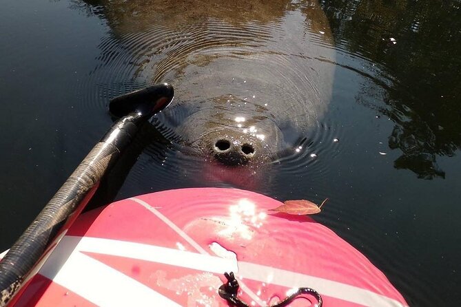 Blue Springs Manatee Tours & Wildlife Adventure Orlando - Why Blue Spring manatees feel personal (even from a kayak)