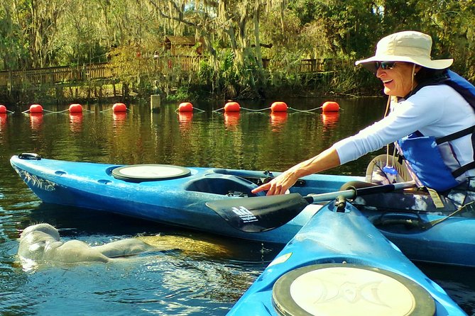 Blue Springs Manatee Tours & Wildlife Adventure Orlando - Wildlife beyond manatees: what you can realistically look for
