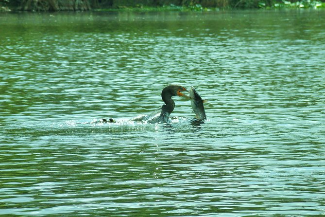 Blue Springs Manatee Tours & Wildlife Adventure Orlando - The learning piece: turning sightings into understanding