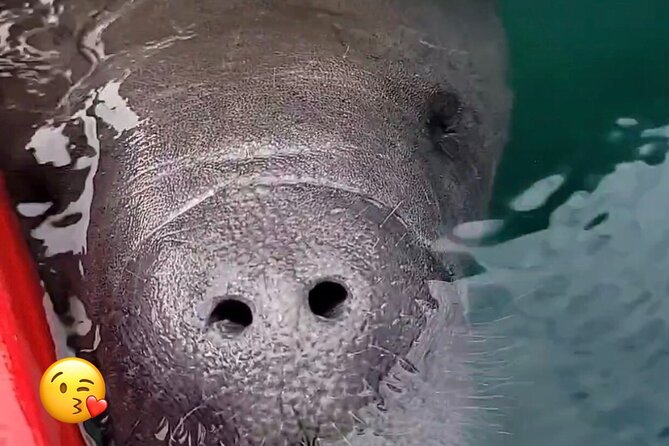 Blue Springs Manatee Tours & Wildlife Adventure Orlando - The 4-hour plan: how the timing works on the water