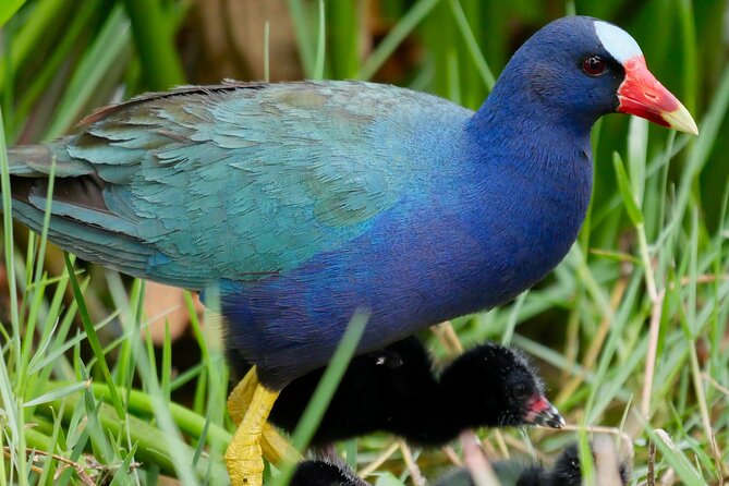 Central Florida Half-Day Private Birding Activity - 2 person max - Private Birding in Central Florida: What You’re Really Paying For