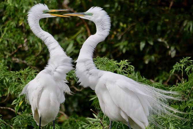 Central Florida Half-Day Private Birding Activity - 2 person max - Bird Targets, Field Skills, and Your Checklist Tool Kit