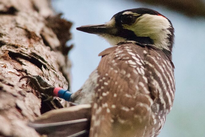 Central Florida Half-Day Private Birding Activity - 2 person max - Wildlife Beyond Birds: Gators, Armadillos, and Surprises