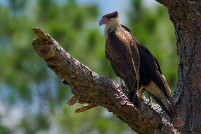 Central Florida Half-Day Private Birding Activity - 2 person max - What to Pack for a 5-Hour Morning (Without Overthinking It)