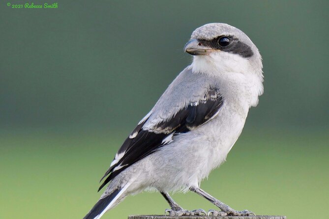 Central Florida Half-Day Private Birding Activity - 2 person max - How Much Species Time Should You Expect?