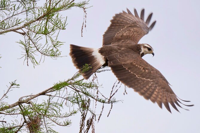 Central Florida Half-Day Private Birding Activity - 2 person max - Who This Tour Suits Best (and Who Might Not)