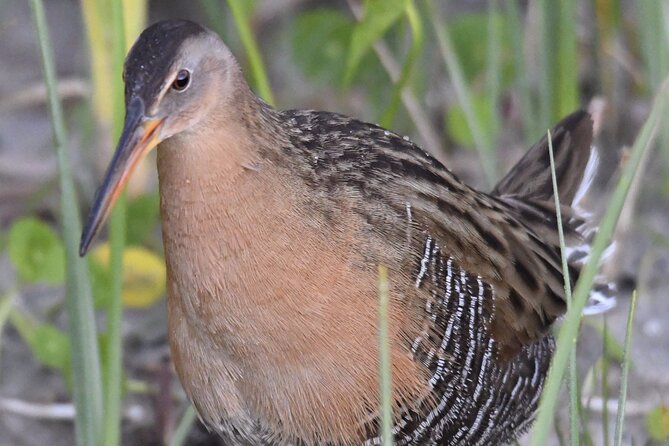 Central Florida Half-Day Private Birding Activity - 2 person max - Joe Overstreet Landing: Raptors, Bald Eagles, and Better Photos
