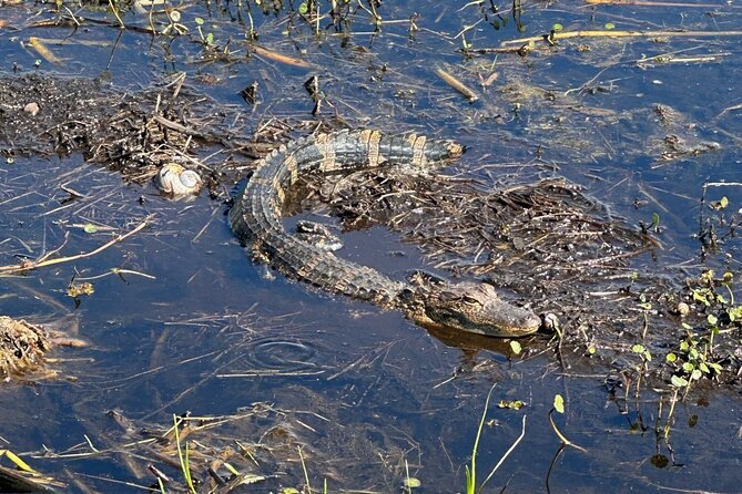 Central Florida's Airboat Rides - The Baby Alligator Moment: Why It’s a Big Deal