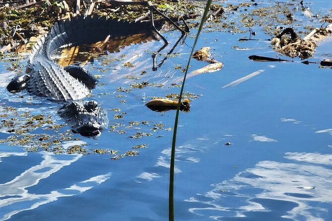 Central Florida's Airboat Rides - The 30-Minute Ride: Bulrush Swamp, Engine Noise, and Real Florida Time