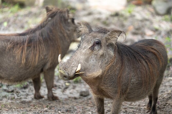 Central Florida Zoo and Botanical Gardens Ticket - Fast-Track Entry That Lets You Start on Time