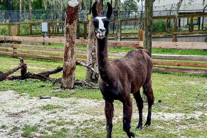 Central Florida Zoo and Botanical Gardens Ticket - Wharton-Smith Tropical Splash Ground: The Florida Heat Detour You Should Plan For