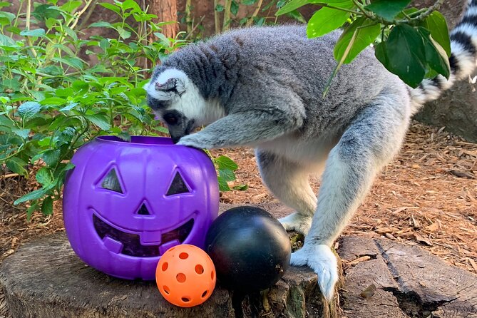 Central Florida Zoo and Botanical Gardens Ticket - Price and Value: Is $15 a Good Deal?