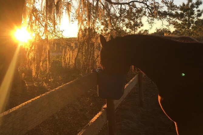 Champagne and Charcuterie Sunset Trail Ride - Lake Louisa State Park Trails at Sunset: The Real “Why”