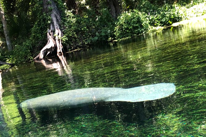 Clear Canoeing and Wildlife Sightseeing at Silver Springs - Price and Value: What You Pay Before You Even Paddle