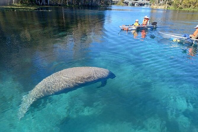 Clear Kayak or Paddleboard Manatee Adventure - Key things to know before you go