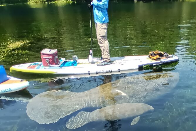 Clear Kayak or Paddleboard Manatee Adventure - Manatees, Turtles, Monkeys, and Alligators: What You Can Expect