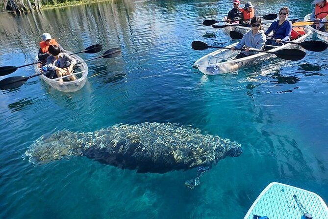 Clear Kayak or Paddleboard Manatee Adventure - Should You Book This Manatee Kayak Tour?